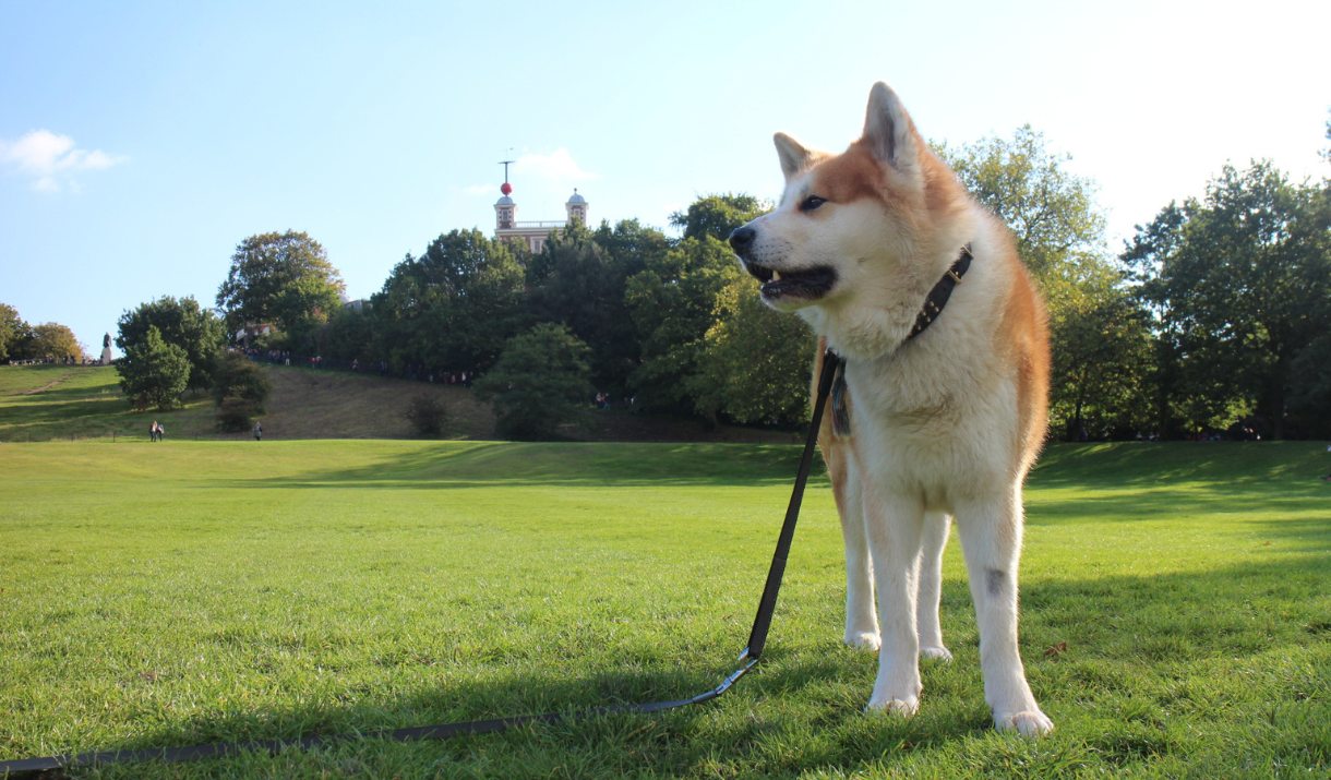 Dog in front of the Royal Observatory in Greenwich